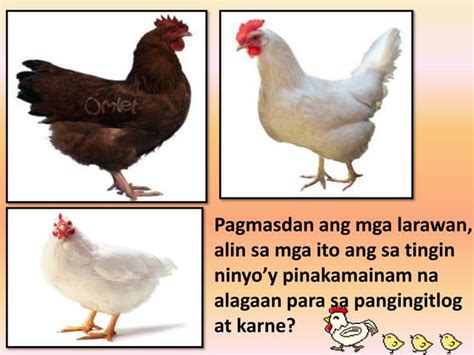 nag aalaga ng manok in english|manok in English .